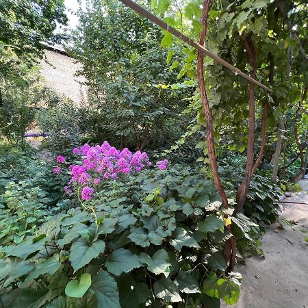 Lovely Home Osh Εξωτερικό φωτογραφία